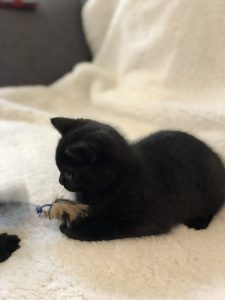 New Kittens… Daisy has had ALL BLACKS…
