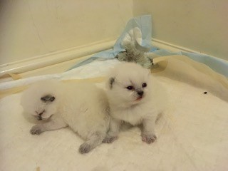 Kittens - Nursery