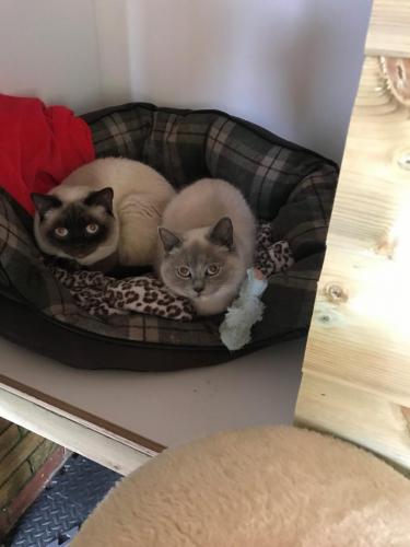 Willow and Luthor