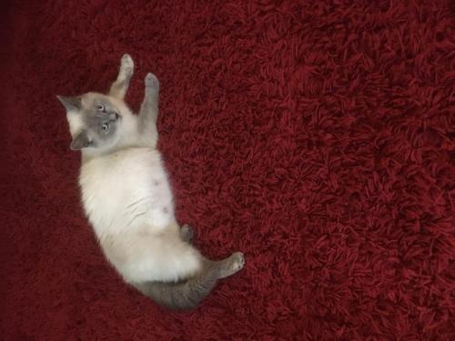 willow pregnant chillin